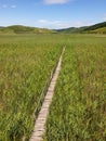 Empty wooden pathway in reed field at Sic, Romania