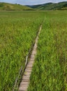 Empty wooden pathway in reed field at Sic, Romania