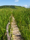 Empty wooden pathway in reed field at Sic, Romania