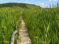 Empty wooden pathway in reed field at Sic, Romania