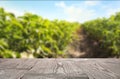 Wooden surface and blurred view of field of potato bushes. Space for text Royalty Free Stock Photo
