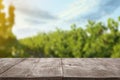 Empty wooden surface and view of vineyard rows with fresh grapes. Space for text Royalty Free Stock Photo