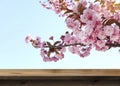 Empty wooden surface under spring tree branches with beautiful flowers against light blue sky Royalty Free Stock Photo