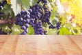 Empty wooden table on the background of blurred vineyard Royalty Free Stock Photo