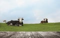 Empty wooden table and cows resting in field on background. Animal husbandry concept Royalty Free Stock Photo