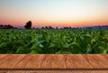 Empty wooden table and blur Tobacco field background