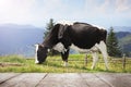 Wooden table and cow grazing in field on background. Animal husbandry concept