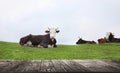 Empty wooden table and cows resting in field. Animal husbandry concept Royalty Free Stock Photo