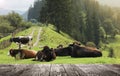 Empty wooden table and cows resting near conifer forest. Animal husbandry concept Royalty Free Stock Photo