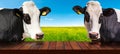 Empty Wooden Table and a Dairy Cows on a Countryside Landscape Royalty Free Stock Photo