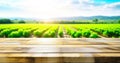 Empty wooden table deck on a blurred vineyard background for design, display or montage your products. Royalty Free Stock Photo