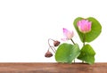 Empty wooden table in front lotus flowers and green leaves isolated on white background with clipping path Royalty Free Stock Photo