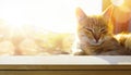 Empty wooden table and relaxed waiting ginger cat on a blurred sunny background. Outdoor pet treat mockup for product design and