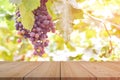 Empty wooden table top on blur of grape garden background Royalty Free Stock Photo