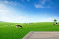 Empty wooden table top with blur green meadow and cows.