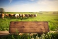 Empty wooden tabletop and blurred background of cows on green field. Generative AI Royalty Free Stock Photo