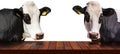 Empty Wooden Table and two Dairy Cows Isolated on White Background Royalty Free Stock Photo