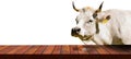 Empty Wooden Table and a White Dairy Cow Isolated on White Background Royalty Free Stock Photo