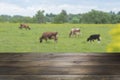 Empty wooden tabletop and blurred rural background of cows on green field. Display for your product Royalty Free Stock Photo