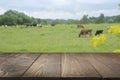 Empty wooden tabletop and blurred rural background of cows on green field. Display for your product Royalty Free Stock Photo