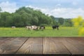 Empty wooden tabletop and blurred rural background of cows on green field. Display for your product Royalty Free Stock Photo