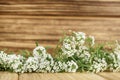 Empty wooden wall  flowers at the bottom Royalty Free Stock Photo