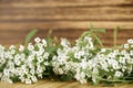 Empty wooden wall  flowers at the bottom Royalty Free Stock Photo