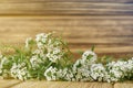 Empty wooden wall  flowers at the bottom Royalty Free Stock Photo