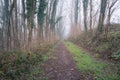 Empty Woodland Path on Winter Morning Royalty Free Stock Photo