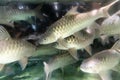 Empurau fish, exotic and expensive freshwater fish in restaurant aquarium