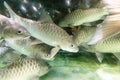 Empurau fish, exotic and expensive freshwater fish in restaurant aquarium Royalty Free Stock Photo