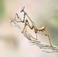 Empusa fasciata