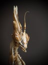 Empusa fasciata mantis Royalty Free Stock Photo