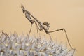 Empusa pennata on dry flower. The empusa or mantis stick is a kind of mantle insect of the Empusidae family Royalty Free Stock Photo