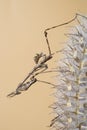 Empusa pennata on dry flower. The empusa or mantis stick is a kind of mantle insect of the Empusidae family Royalty Free Stock Photo