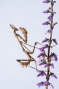 Empusa pennata on dry flower. The empusa or mantis stick is a kind of mantle insect of the Empusidae family Royalty Free Stock Photo