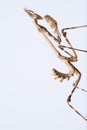 Empusa pennata on dry flower. The empusa or mantis stick is a kind of mantle insect of the Empusidae family Royalty Free Stock Photo