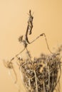 Empusa pennata on dry flower. The empusa or mantis stick is a kind of mantle insect of the Empusidae family Royalty Free Stock Photo