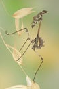 Empusa pennata insect Royalty Free Stock Photo