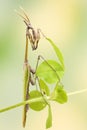 Empusa pennata insect Royalty Free Stock Photo