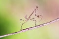 Empusa pennata praying mantis on a branch isolated Royalty Free Stock Photo