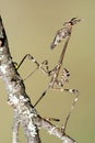 Empusa pennata praying mantis on a branch isolated Royalty Free Stock Photo