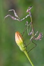 Empusa sp. in Turkey, conehead mantis Royalty Free Stock Photo