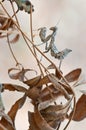 Empusa strum is camouflaged among the dry leaves