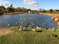 Emsworth Millpond