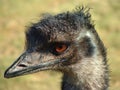 Emu Royalty Free Stock Photo