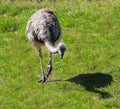 Emu Royalty Free Stock Photo