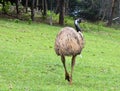 Emu