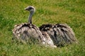 Emu Royalty Free Stock Photo