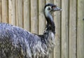 Emu